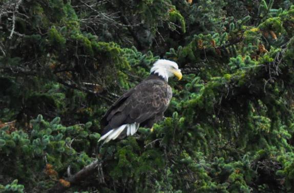 Encontro com as incríveis Bald Eagles,pássaro-símbolo dos EUA,  em Haines, no sudeste do Alaska